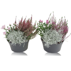 Ornamental Patio Plant Arrangement – 19cm Pot