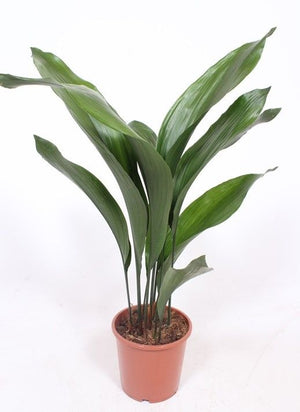 Cast Iron Plant (Aspidistra elatior) – 17cm Pot