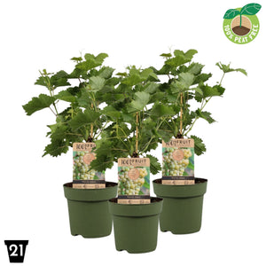 Solaris White Grape Vine (Vitis vinifera) – 21cm Pot
