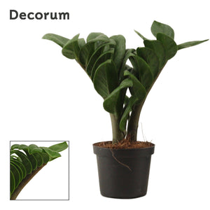 ZZ Plant ‘Zenzi’ (Zamioculcas zamiifolia) – 9cm Pot