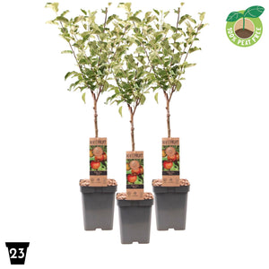 Elstar Apple Tree (Malus domestica) – 23cm Pot