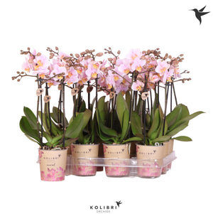 White Phalaenopsis Orchid – 9cm Pot, 40cm High