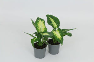 Dieffenbachia Dumb Cane – 8.5cm Pot, 28cm High