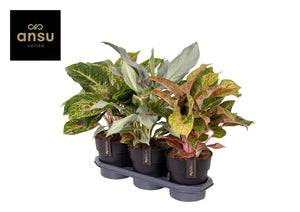 Aglaonema Special Mix – 19cm Pot, 45cm High