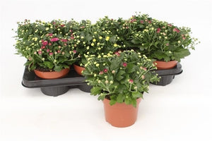 Chrysanthemum ‘Carnaval’ – 13cm Pot