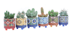 Mixed Cactus Arrangement in Ceramic Zamora Pot – 10cm