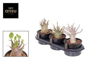 Adenium Baobab Desert Rose – 15cm Pot