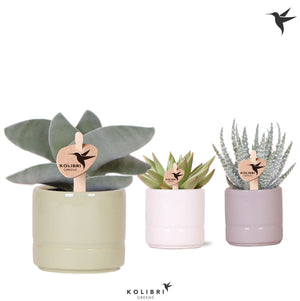 Mixed Succulent Arrangement – 6cm Ceramic Malaga Pot