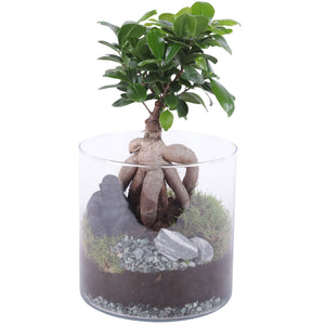 Ficus Ginseng Bonsai in Glass Vase – 19cm