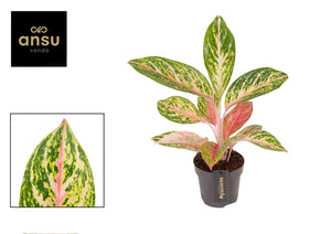 Aglaonema ‘Coco Melon’ – 12cm Pot