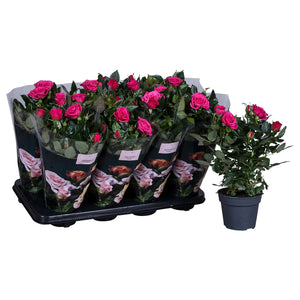Deep Pink Patio Rose – 13cm Pot