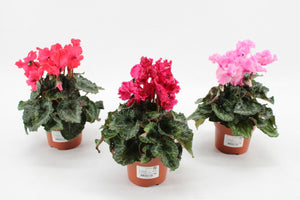Mixed Small-Flowered Cyclamen (Cyclamen persicum) – 9cm Pot