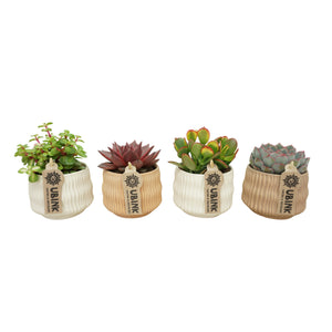 Mixed Succulent Collection – 8.5cm Ceramic Pot