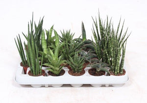 Cylindrical Snake Plant (Sansevieria cylindrica) – 6cm Pot