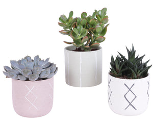 Mixed Succulent Arrangement – Tuvalu Ceramic Pot, 14cm