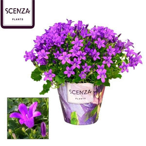 Blue Campanula ‘Port Longlife’ – 11cm Pot