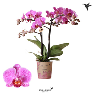 Purple Phalaenopsis Orchid (2 Stem) – 9cm Pot
