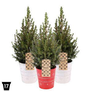 Dwarf White Spruce (Picea glauca) – 17cm Pot