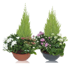 Ornamental Patio Plant Arrangement – 23cm Pot