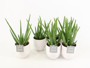 Aloe Vera Plant in Ceramic Pot – 13cm