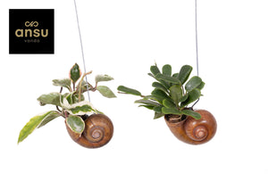 Hoya Hanging Plant – 10cm Pot