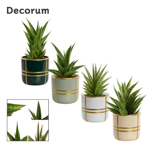 Sansevieria ‘Crown Gem’ – 12cm Ceramic Pot