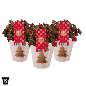 Gaultheria Big Berry Wintergreen – 12cm Pot