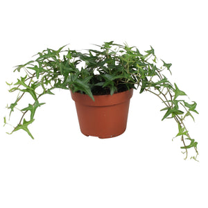 Green Arrowhead Ivy (Hedera helix) – 13cm Pot