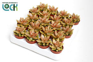 Sedum adolphii ‘Gold’ – 5.5cm Pot