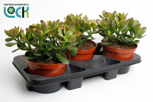 Sunset Jade Plant (Crassula ovata) – 17cm Pot