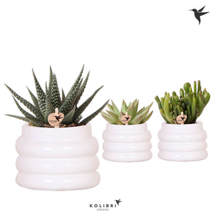 Mixed Succulent Collection – 6cm Ceramic Bubble Pot