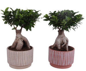 Ficus Ginseng Bonsai – 24cm Ceramic Pot, 50cm