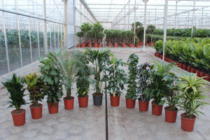 Mixed Green Houseplant Collection – 24cm Pot