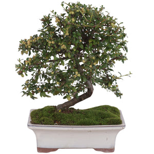 Outdoor Cotoneaster Bonsai – 20cm Ceramic Pot