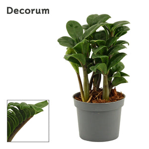ZZ Plant (Zamioculcas zamiifolia) – 9cm Pot