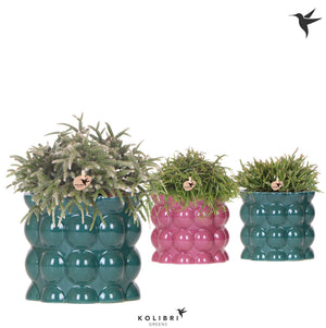 Rhipsalis Mixed Houseplant – 12cm Ceramic Pot