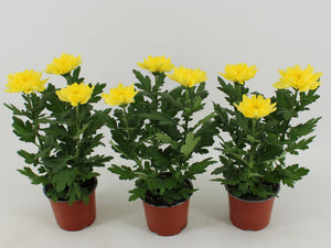 Mixed Chrysanthemum (Chrysanthemum indicum) – 12cm Pot