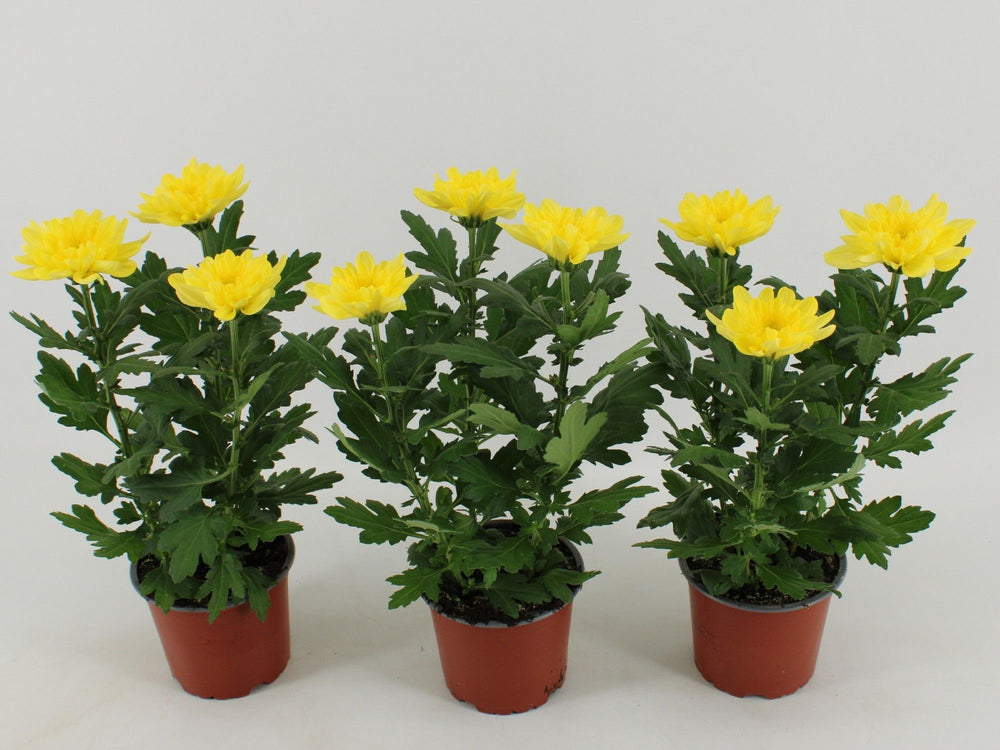 Yellow Chrysanthemum ‘Zembla’ – 12cm Pot