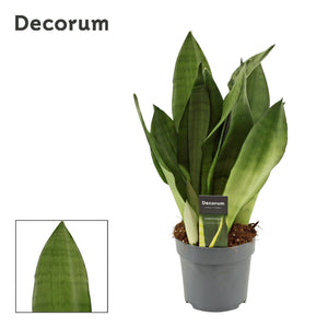 Sansevieria Moonshine – 14cm Pot, 50cm High