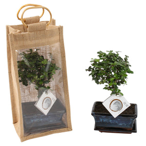 Indoor Bonsai Tree in Ceramic Pot with Jute Gift Bag – 15cm
