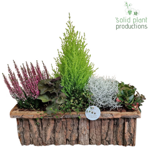 Large Oval Salim Plant Arrangement – 44cm Pot