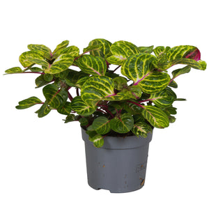 Iresine Herbstii ‘Funny Gold’ – 13cm Pot