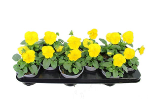 Pure Yellow Pansy (Viola wittrockiana) – 11cm Pot