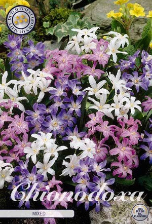 Mixed Chionodoxa Luciliae Flower Bulbs – 5/6