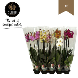 Mixed Phalaenopsis Orchid – 12cm Pot, 55cm High