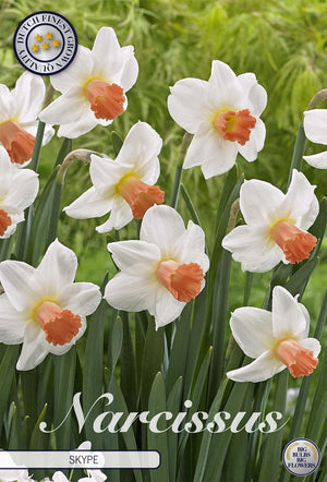 Narcissus Cyclamineus ‘Skype’ Flower Bulbs – Pack of 5