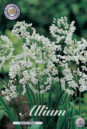 Allium neapolitanum Flower Bulbs – Mixed Colour