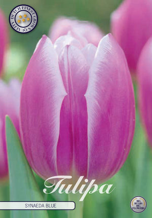 Tulipa Triumph ‘Synaeda Blue’ Flower Bulbs – 7 Bulbs