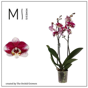 Phalaenopsis Orchid ‘Barcelona’ – 2 Stem, 12cm Pot