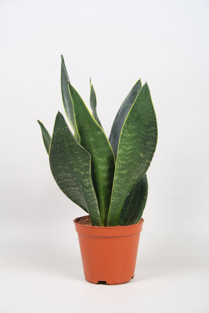 Sansevieria Dark Diamond – 12cm Pot, 35cm High